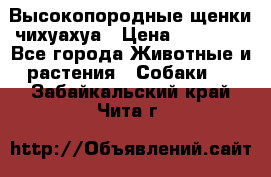 Высокопородные щенки чихуахуа › Цена ­ 25 000 - Все города Животные и растения » Собаки   . Забайкальский край,Чита г.